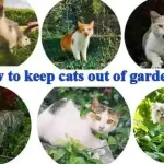 How to keep cats out of garden? How to keep cats out of garden
