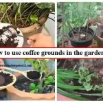 How to use coffee grounds in the garden? How to use coffee grounds in the garden